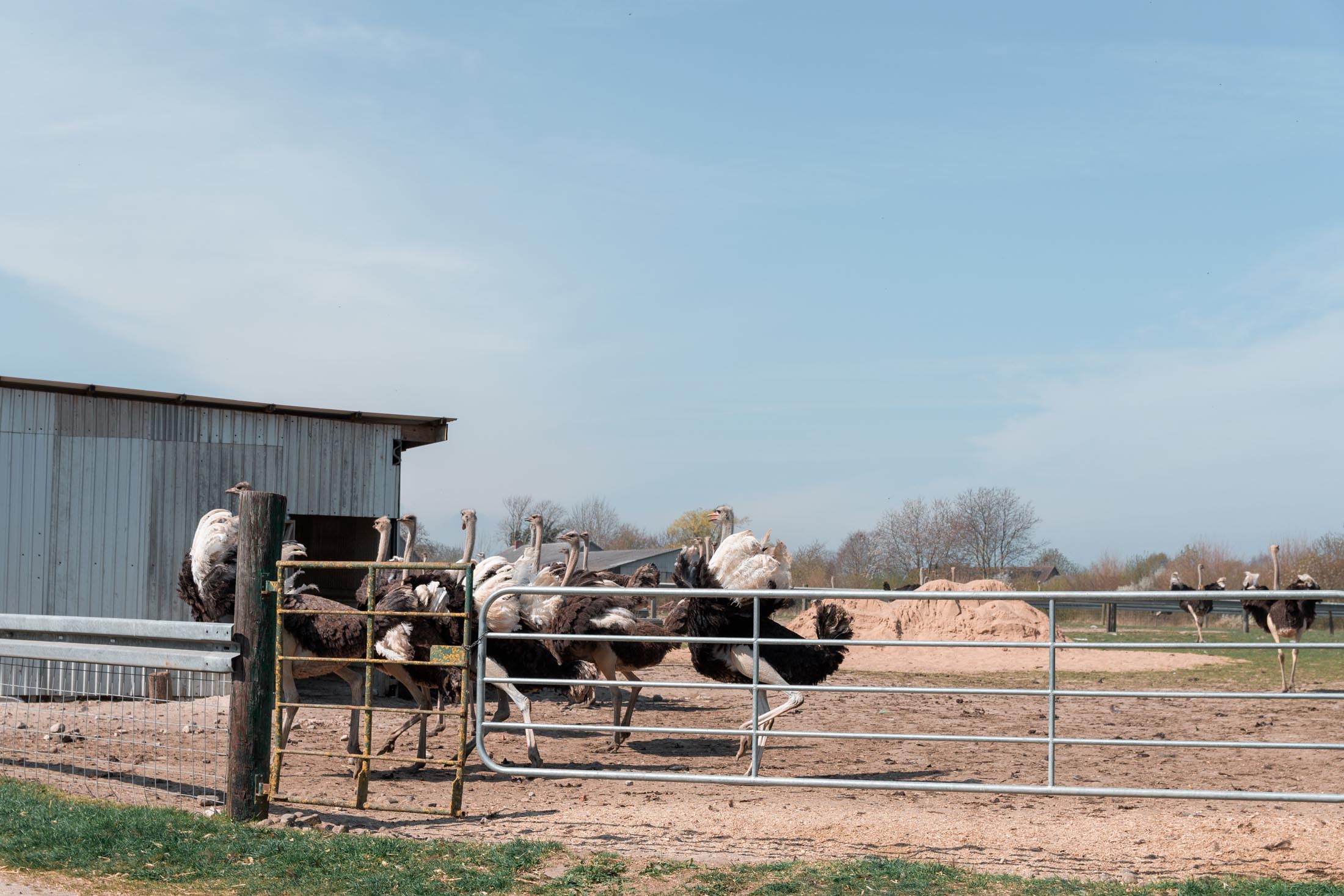 Ostrich farm Ostseeblick