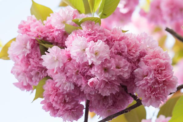 Cherry Blossom Bonn